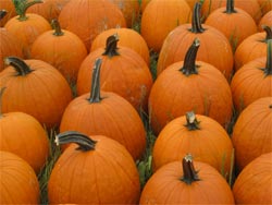 Stuart's Farm Pumpkin Picking